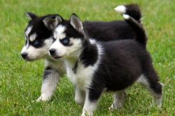 cute siberain husky puppy for a new home