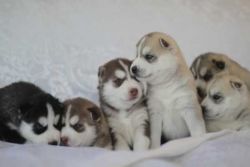 Husky Puppies (xxx) xxx-xxx1