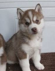 Huskey Puppies Ready For A New Home