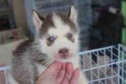 Akc registered Siberian Husky puppies..