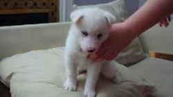 Extra-Charming Siberian Husky Puppies