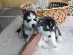 Male And Female Siberian Husky Puppies Free