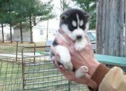 siberian husky pupies for free rehoming