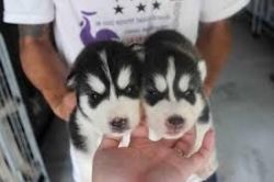 Excellent Siberian Husky Puppies for Adoption