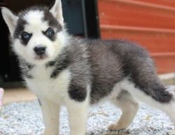 Gorgeous Akc Registered Siberian Husky Puppies