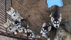 AKC Siberian Huskies