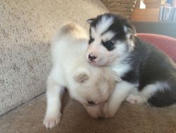 male and female husky puppies