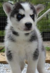 Fantastic KC Reg Siberian Husky Puppies For Sale