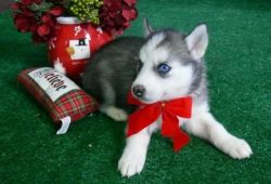 cute Siberian husky puppies for lovely homes
