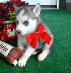 Cute Siberian Husky Pups Available