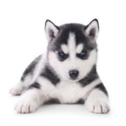 Blue eyes Syberian Husky puppies for sale