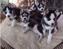 Home Raised Male And Female Husky Puppies