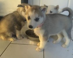 Gorgeous Husky Puppy For Sale