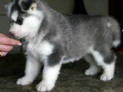 Healthy male and female husky puppies