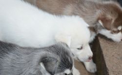 Adorable Male And Female Siberian Husky Puppies