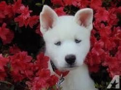 Exquisite Snow White Siberian puppy.