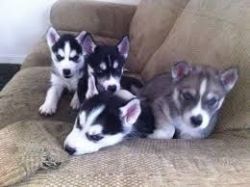 Stunning AKC Registered Puppies