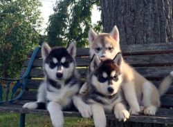 akc siberian husky puppies waiting for new homes