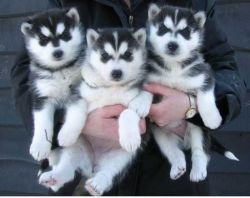 Young Lovely Siberian huskies free to good home