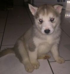 Amazing Lovely Husky Puppy For Sale