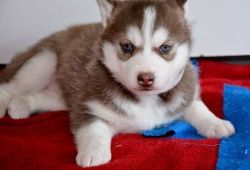 Wonderful Siberian Husky Puppies Girl And Boy