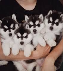 healthy male and female Siberian husky puppies