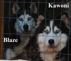 AKC Siberian husky puppies all with blue eyes