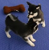Male and female husky now for good and loving homes only