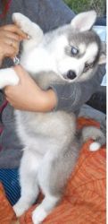 AKC Registered siberian husky male/Female Pups (xxx) xxx-xxx4
