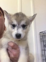 AKC Registered Siberian husky puppies..adorable (xxx) xxx-xxx4