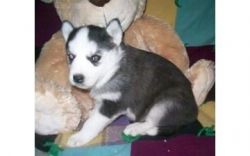 Outstanding quality Siberians Huskys puppies