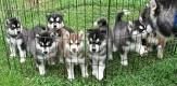 Babby Siberian husky puppies ready to go