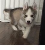 cute looking siberian husky puppies they are so lovely and well train