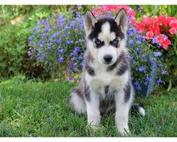 Healthy male and female siberian Husky Puppies