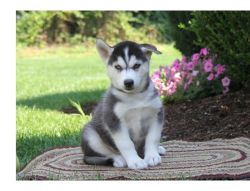 Husky Puppies Available