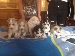 Siberian Husky Puppies For Sale.