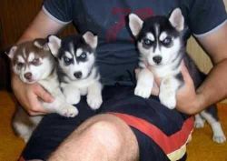 Healthy male and Female husky puppies