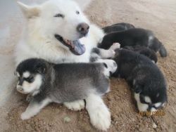 Blue eyed Siberian Husky puppies available for rehoming