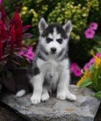 Young Siberian husky puppies text xxx) xxx-xxx0