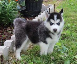 Male and female husky puppies are available