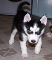 Blue Eyes Siberian Husky Pups For Sale