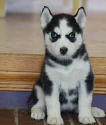 7 Stunning Rare Parti Eye Husky Pup