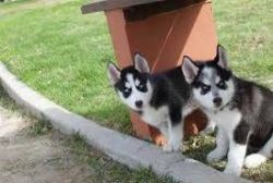 2 Stunning Siberian Husky Puppies