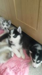 Cute male and female Siberian husky Puppies