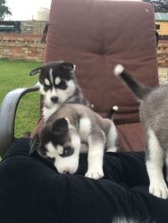 Siberian husky Puppies looking for their forever homes