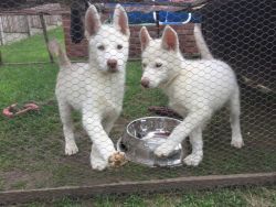 Outstanding Siberian Husky Puppies For Sale
