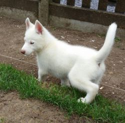 Courageous M/F Siberian Husky Pups For Pet Lover Only