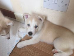 Excellent Male and Female Siberian Husky puppies for adoption
