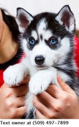 Siberian Husky puppies for adoption now. xxx-xxx-xxxx