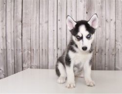Male and Female siberian husky puppies available